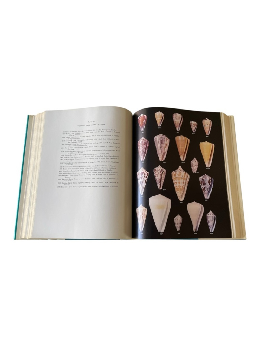 American Seashells Second Edition by R. Tucker Abbott Hardcover Reference - Picture 11 of 13